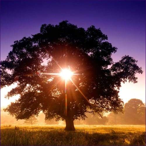 Discernment Flush Empowerment Reiki