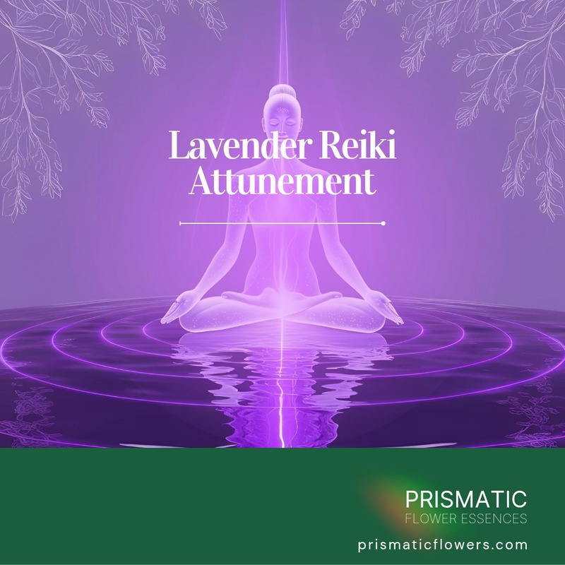 Lavender Reiki Attunement