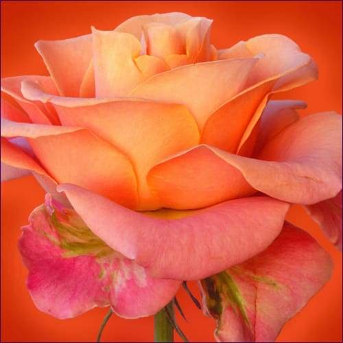 You Are Love Activation – A Prayer to Archangel Raphael for Divine Self-Love